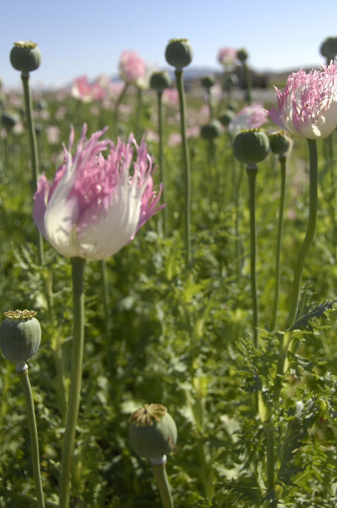 USopium13